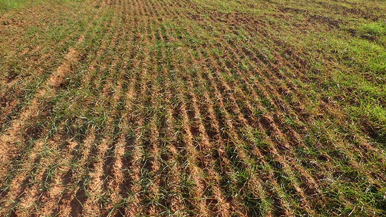 Cosechas perdidas sin electricidad no hay riego en el campo